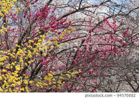 Inabe-shi Bairin Park的梅花 94570882