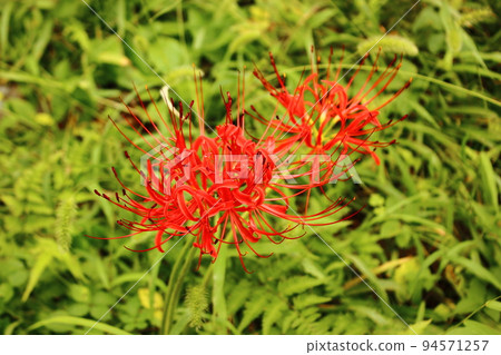Cluster amaryllis in bloom near Saginomiya Station (2) Cluster amaryllis in bloom near Saginomiya Station (2) 94571257