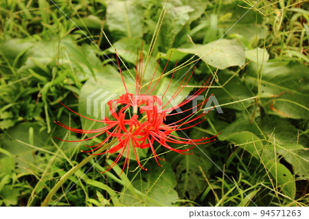 Cluster amaryllis in bloom near Saginomiya Station (4) Cluster amaryllis in bloom near Saginomiya Station (4) 94571263