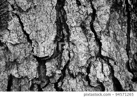 wood bark texture black and white photo wood bark texture black and white photo 94571265