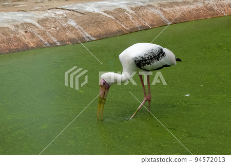 Milky stork close up yellow red beak looking for food in river Milky stork close up yellow red beak looking for food in river 94572013
