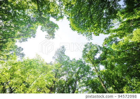 新鮮的綠色和陽光 新鮮的綠色和陽光 94572098