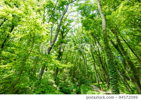 森林浴遠足 森林浴遠足 94572099