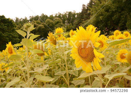 Farm Tomita Flower Garden (Sunflowers) / Furano City, Hokkaido Farm Tomita Flower Garden (Sunflowers) / Furano City, Hokkaido 94572298