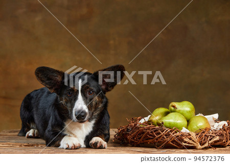 Portrait of white-black Welsh Corgi Cardigan Dog Isolated on dark vintage Background. Concept of beauty, fashion, show, animal life Portrait of white-black Welsh Corgi Cardigan Dog Isolated on dark vintage Background. Concept of beauty, fashion, show, animal life 94572376