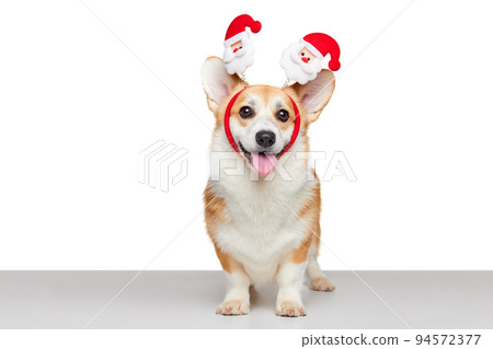 Funny puppy of Welsh Corgi Dog wearing Christmas ears Isolated on White Background. Concept of beauty, fashion, show, animal life 94572377