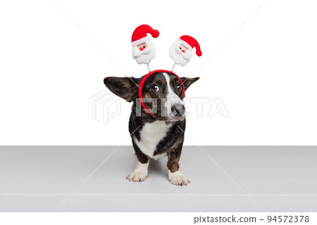 Funny puppy of Welsh Corgi Dog wearing Christmas ears Isolated on White Background. Concept of beauty, fashion, show, animal life Funny puppy of Welsh Corgi Dog wearing Christmas ears Isolated on White Background. Concept of beauty, fashion, show, animal life 94572378