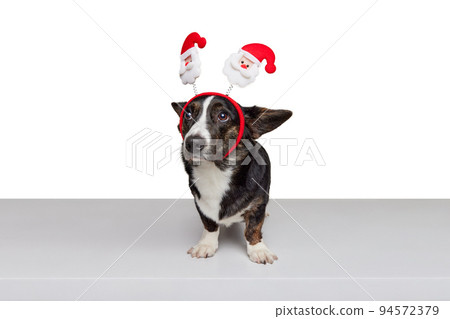 Funny puppy of Welsh Corgi Dog wearing Christmas ears Isolated on White Background. Concept of beauty, fashion, show, animal life Funny puppy of Welsh Corgi Dog wearing Christmas ears Isolated on White Background. Concept of beauty, fashion, show, animal life 94572379