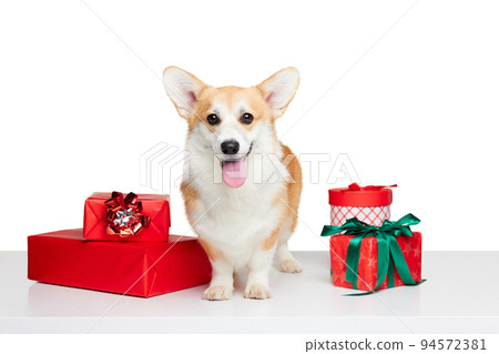 Cute purebred dog, Welsh Corgi sitting among holidays gifts boxes isolated on white background. Christmas, New year, happiness Cute purebred dog, Welsh Corgi sitting among holidays gifts boxes isolated on white background. Christmas, New year, happiness 94572381