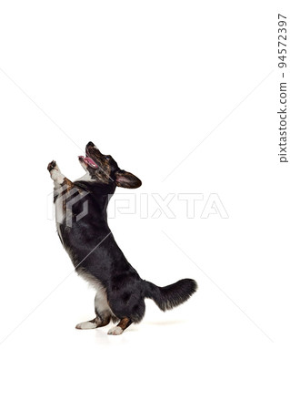 Portrait of white-black Welsh Corgi Cardigan Dog Isolated on White Background. Concept of beauty, fashion, show, animal life Portrait of white-black Welsh Corgi Cardigan Dog Isolated on White Background. Concept of beauty, fashion, show, animal life 94572397