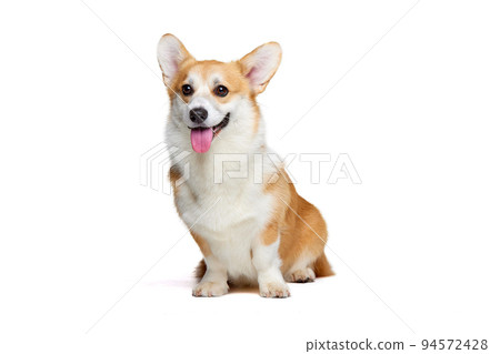 Adorable white brown Welsh corgi dog isolated on dark vintage background. Happy puppy. Concept of beauty, pets love, animal life. 94572428