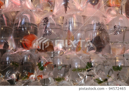 Goldfish and tropical fish sold with oxygen in a plastic bag in Hong Kong's Tsunagai (Goldfish Street) 94572465