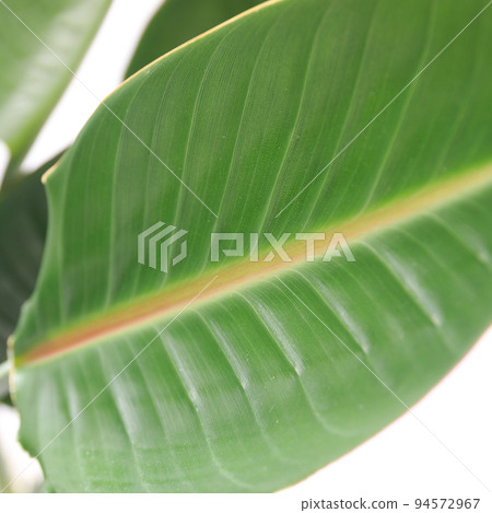 觀葉植物，鶴望蘭（天堂鳥花）葉子 [白色背景] 94572967