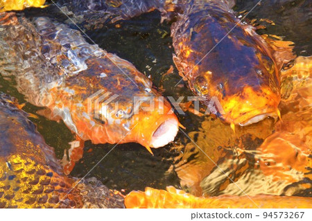 [Miyagi Prefecture] Jogi Nyorai Saihoji Pure Land Garden Pond Carp 2 94573267