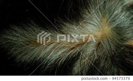 Hair that begins to gray from the root of the hair. 94573379