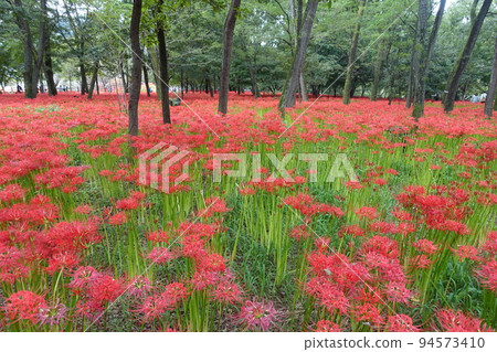 Cluster amaryllis that was harvested in Corona. Revival this year. 94573410