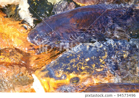 [Miyagi Prefecture] Jogi Nyorai Saihoji Pure Land Garden Pond Carp 2 94573496