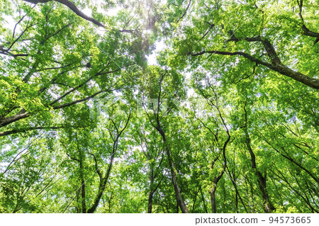 新鮮的綠色和陽光 94573665