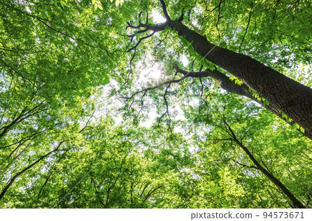 新鮮的綠色和陽光 94573671