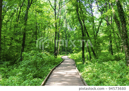 Forest bath hiking 94573680