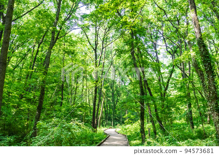 Forest bath hiking Forest bath hiking 94573681