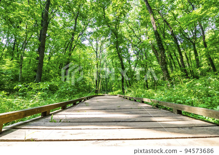 Forest bath hiking Forest bath hiking 94573686