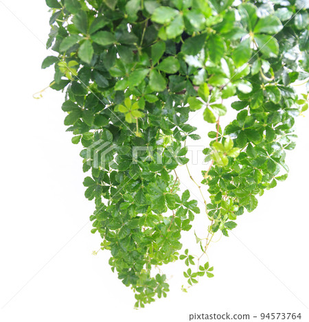 Ornamental plant, sugar vine leaf [white background] 94573764