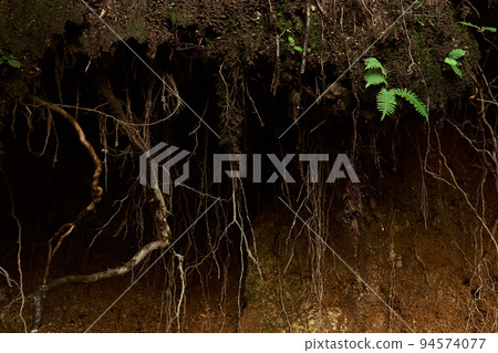 根部裸露的地面和蕨類植物 94574077
