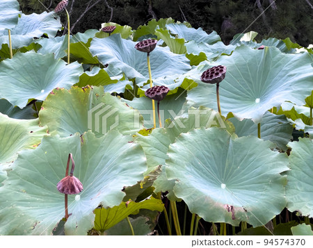 初秋的栗林公園(9月上旬) 初秋的栗林公園(9月上旬) 94574370