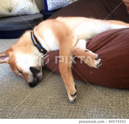 睡著的柴犬 睡著的柴犬 94574501