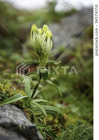Toyakurindou with its flowers still closed 94574558