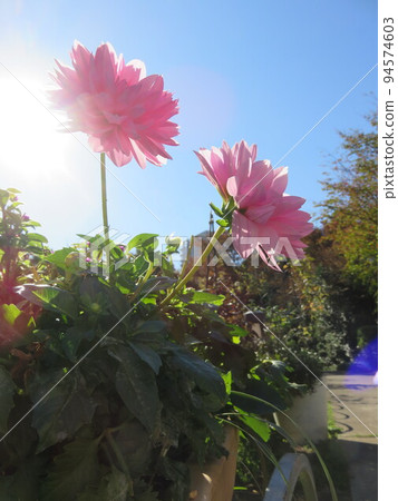 Dazzling sunlight and pink dahlia flowers 94574603