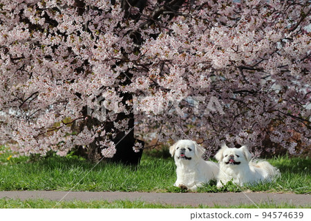 White Pekingese lying down in front of a cherry tree White Pekingese lying down in front of a cherry tree 94574639