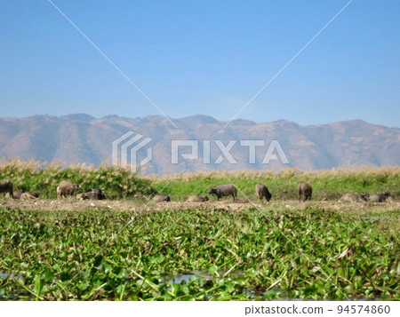Myanmar Lake Inle Lake Agriculture 94574860