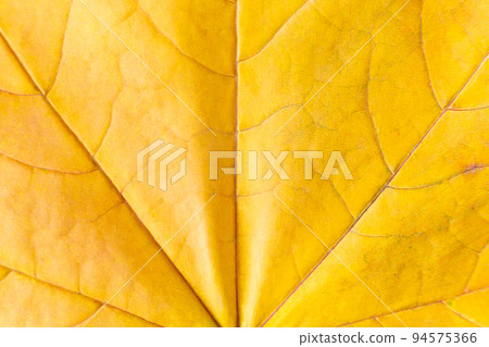 Background of yellow autumn maple leaf. Macro nature organic texture 94575366