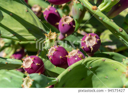 Prickly pear or opuntia ficus indica. Prickly pear or opuntia ficus indica. 94575427