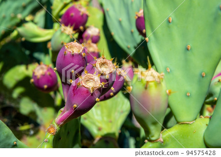 Prickly pear or opuntia ficus indica. Prickly pear or opuntia ficus indica. 94575428