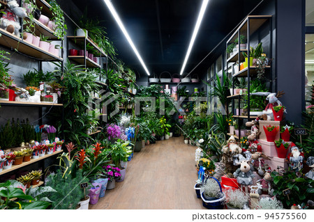 Minsk, Belarus - Dec 20, 2021: shop window selling natural flowers exotic plants in pots Minsk, Belarus - Dec 20, 2021: shop window selling natural flowers exotic plants in pots 94575560