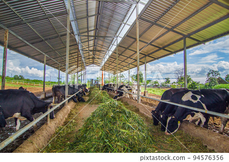 Breeding of cows in free livestock stall Breeding of cows in free livestock stall 94576356