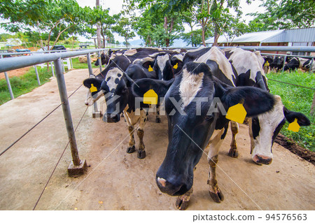 Cows on a green field Cows on a green field 94576563