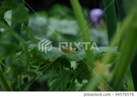 A small frog on a tomato leaf Location: Kitchen garden (Yamato City, Kanagawa Prefecture) 94576578