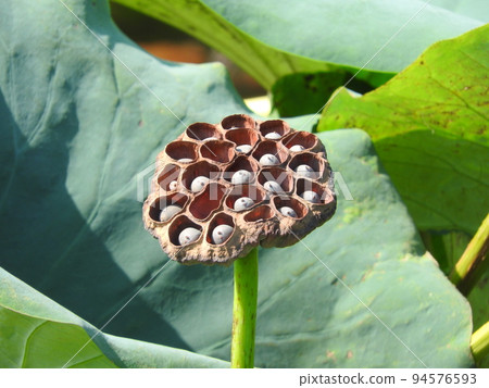 Lotus true Lotus true 94576593