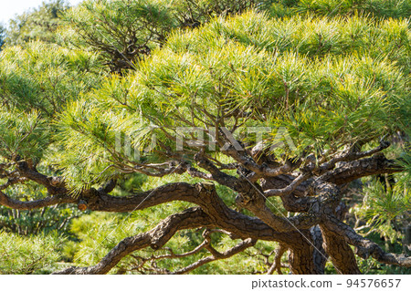 種植在伊勢神宮境內的壯麗松樹 種植在伊勢神宮境內的壯麗松樹 94576657