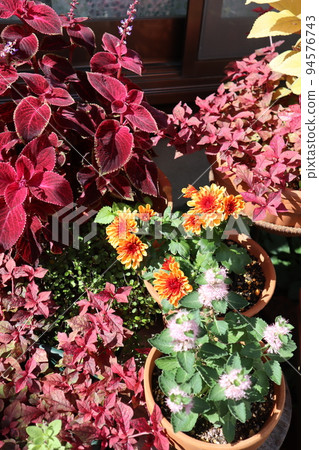 Autumn flower group planting Autumn flower group planting 94576743