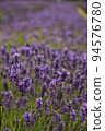 Close shot of lavander in a south London Field with shallow depth of field. 94576780