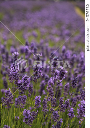 Close shot of lavander in a south London Field with shallow depth of field. Close shot of lavander in a south London Field with shallow depth of field. 94576780