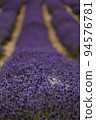 White lavender in a field of purple lavender in south london  with shallow depth of field 94576781