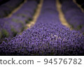 White lavender in a field of purple lavender in south london  with shallow depth of field 94576782