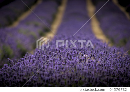 White lavender in a field of purple lavender in south london  with shallow depth of field 94576782