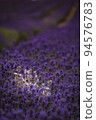 White lavender in a field of purple lavender in south london  with shallow depth of field 94576783